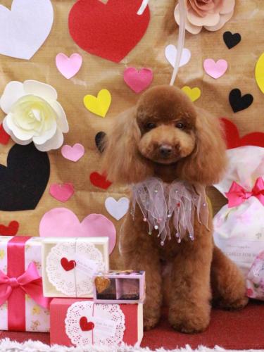 20230204ココアちゃん